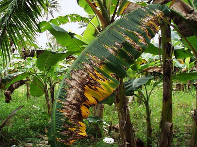 Benh đom la Sigatoka vang 1