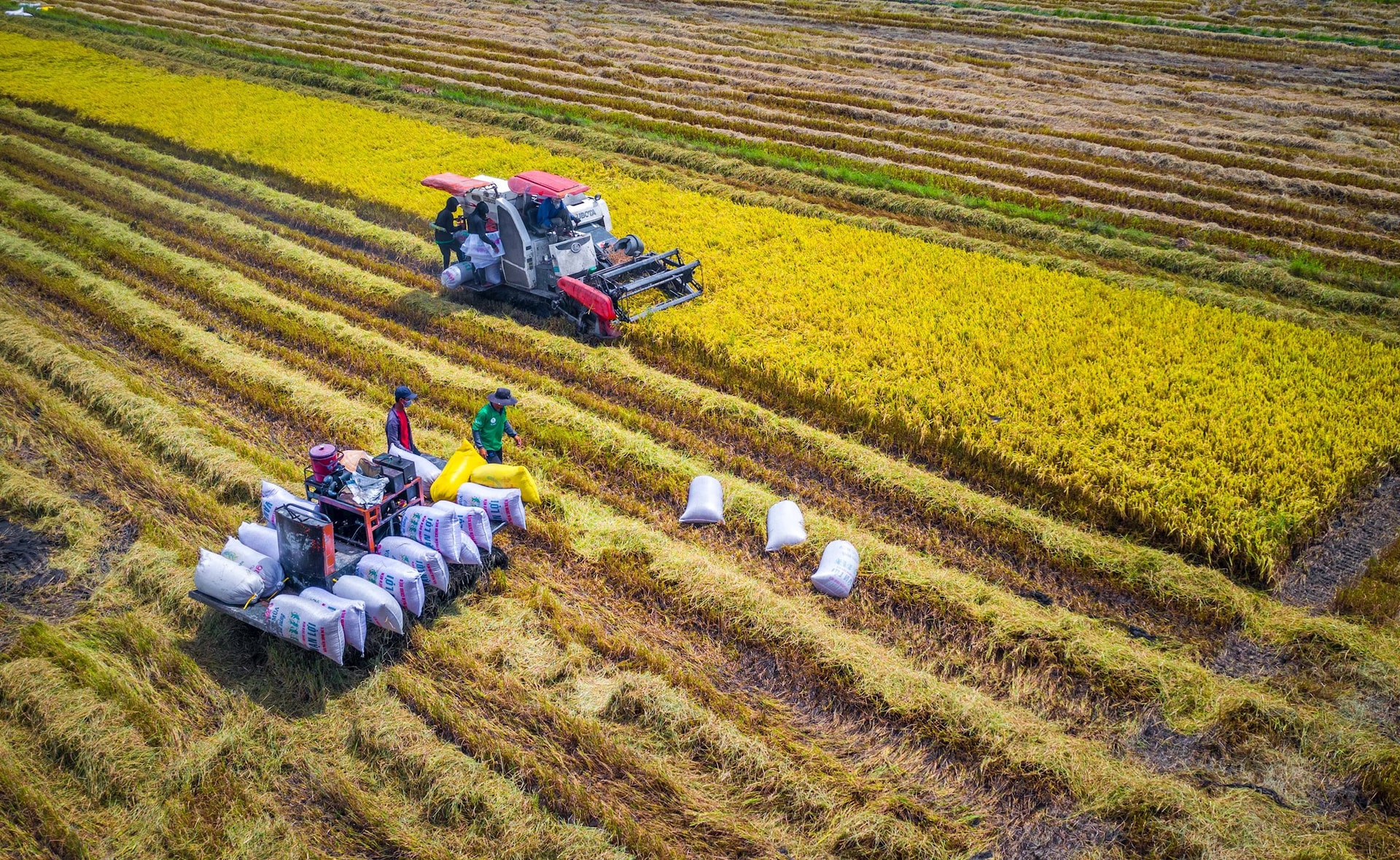 NÂNG CAO "SỨC KHỎE" ĐẤT TRỒNG TRỌT