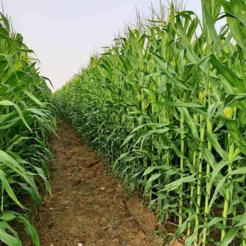 bắp sạch cỏ