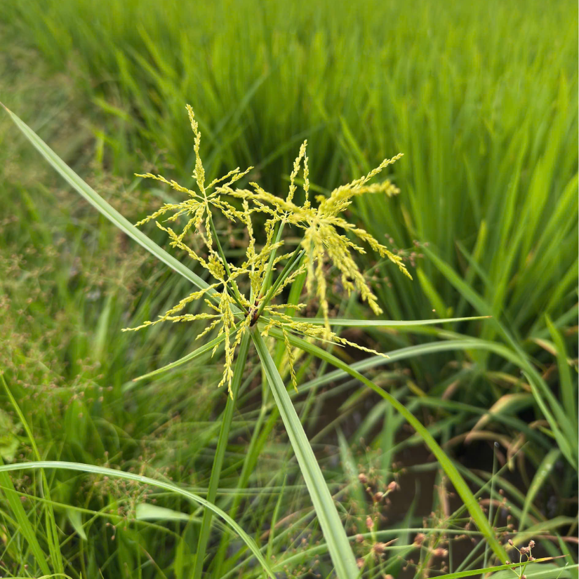 cỏ chác họ chác lác