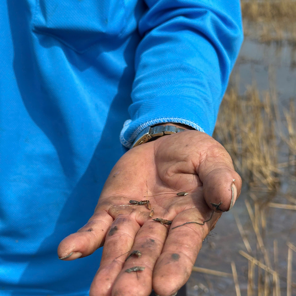 hiệu quả lúa ma