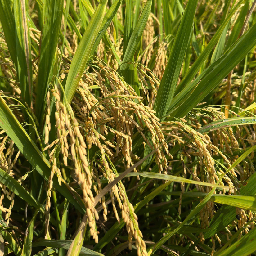 lúa vô gạo tối đa