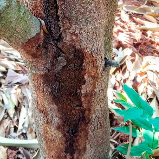 nứt thân xì mủ