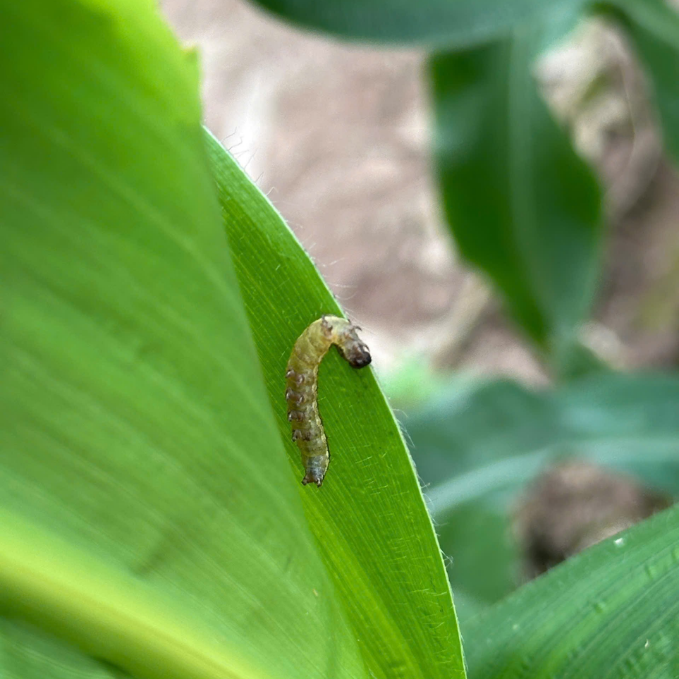 sđục thân trên bắp