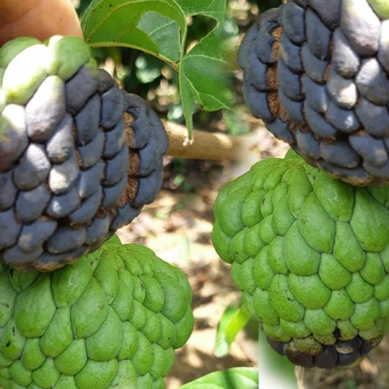 Thán thư mãng cầu