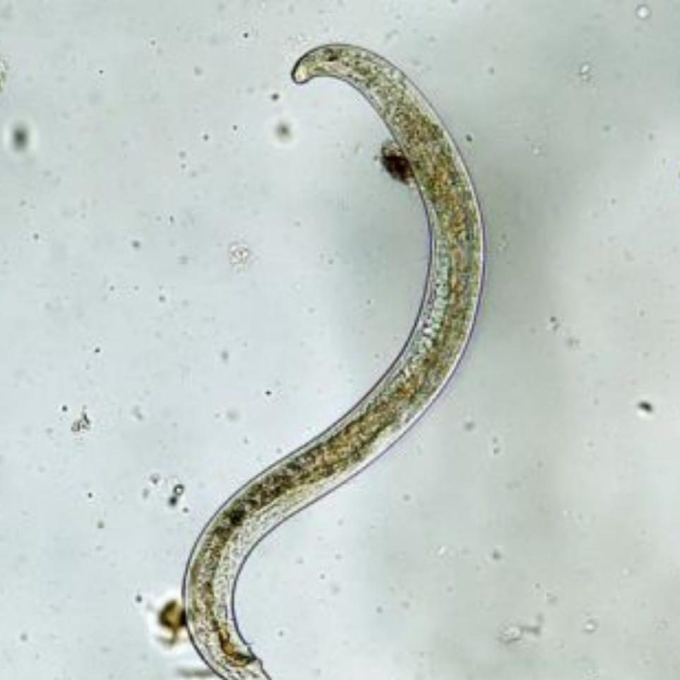 tuyến trùng
