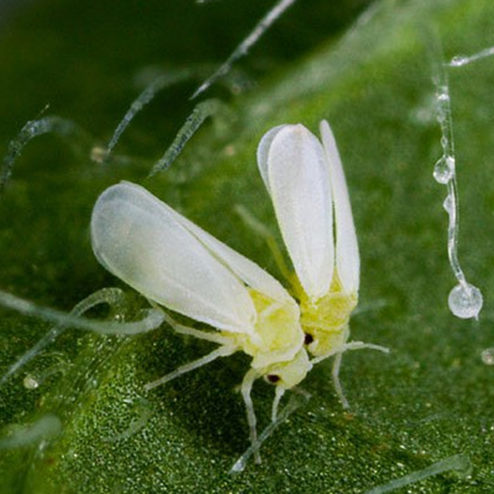 rầy phấn trắng