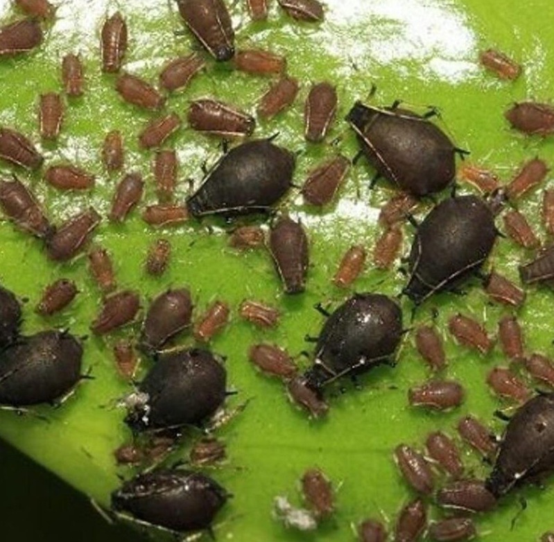 thuoc-tri-rep-muoi-den2-1-scaled