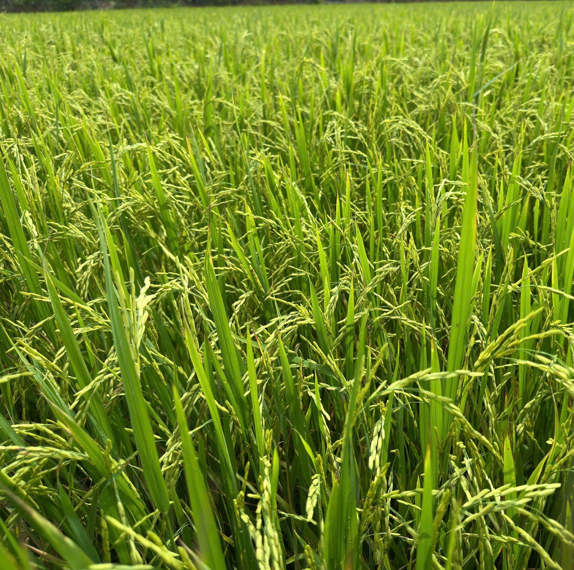 z7142821870791_5a8647f521d56672c8ba8b4863ebc5fc