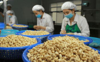 NGÀNH ĐIỀU HOÀN THÀNH KẾ HOẠCH XUẤT KHẨU NĂM 2024 CHỈ TRONG 10 THÁNG